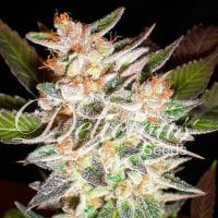 Delicious  Cannabis  Seeds  Candy  Auto