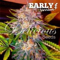 Delicious  Cannabis  Seeds  Caramelo  Early  Version