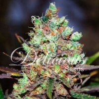 Delicious  Cannabis  Seeds  Cotton  Candy  Kush