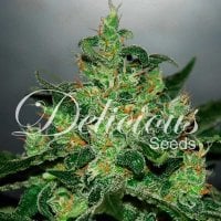 Delicious  Cannabis  Seeds  Critical  Jack  Herer  Auto