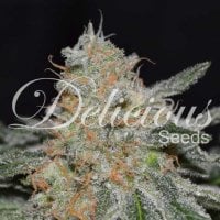 Delicious  Cannabis  Seeds  Critical  Neville  Haze 2 0