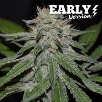Delicious  Cannabis  Seeds  Critical  Neville  Haze  Early  Version