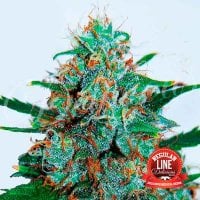 Delicious  Cannabis  Seeds  Critical  Neville  Haze  Reg  Auto