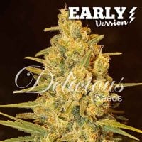 Delicious  Cannabis  Seeds  Critical  Sensi  Star  Early  Version