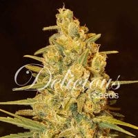 Delicious  Cannabis  Seeds  Critical  Sensi  Star