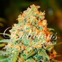 Delicious  Cannabis  Seeds  Critical  Super  Silver  Haze