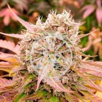 Delicious  Cannabis  Seeds  Dark  Lemonade  Auto