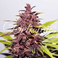 Delicious  Cannabis  Seeds  Dark  Purple  Auto