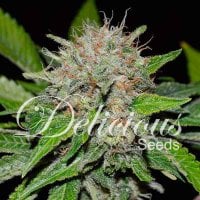 Delicious  Cannabis  Seeds  Deep  Mandarine