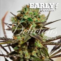 Delicious  Cannabis  Seeds  Delicious  Candy  Early  Version