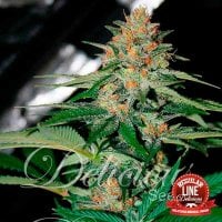 Delicious  Cannabis  Seeds  Delicious  Candy