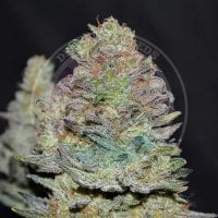 Delicious  Cannabis  Seeds  Delicious  Cookies  Auto