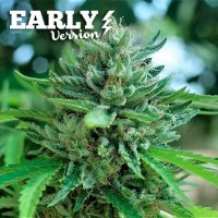 Delicious  Cannabis  Seeds  Delicious  Cookies  Early  Version
