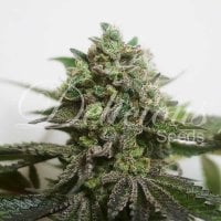 Delicious  Cannabis  Seeds  Delimed  Cbd  Plus
