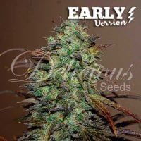 Delicious  Cannabis  Seeds  Eleven  Roses  Early  Version
