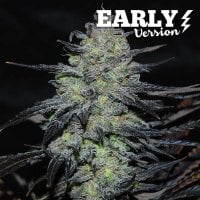 Delicious  Cannabis  Seeds  Golosa  Early  Version
