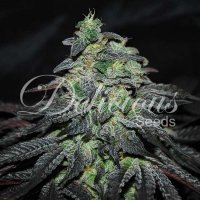 Delicious  Cannabis  Seeds  Golosa