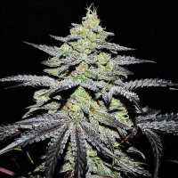 Delicious Cannabis Seeds Gr Ape