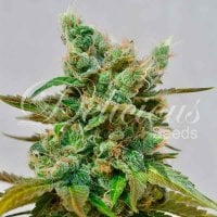 Delicious  Cannabis  Seeds  Honey  Bells