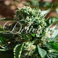 Delicious  Cannabis  Seeds  Ii  Diavolo