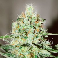 Delicious  Cannabis  Seeds  Jagg  Kush