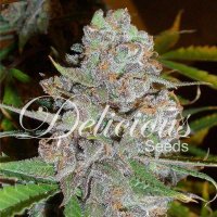 Delicious  Cannabis  Seeds  La  Diva
