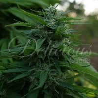 Delicious  Cannabis  Seeds  Lord  Kush