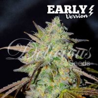 Delicious  Cannabis  Seeds  Marmalate  Early  Version