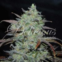 Delicious  Cannabis  Seeds  Marmalate