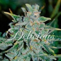 Delicious  Cannabis  Seeds  Northern  Light  Blue  Auto