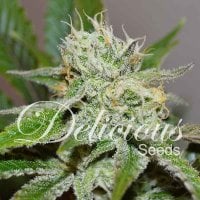 Delicious  Cannabis  Seeds  Original  Juan  Herer