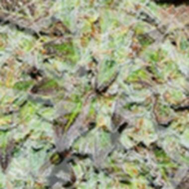 Delicious Cannabis Seeds Purple Mango Kush