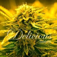 Delicious  Cannabis  Seeds  Sugar  Black  Rose  Auto