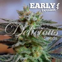 Delicious  Cannabis  Seeds  Sugar  Black  Rose  Early  Version