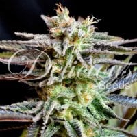 Delicious  Cannabis  Seeds  Sugar  Black  Rose