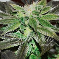 Delicious  Cannabis  Seeds  Sugar  Candy