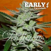 Delicious  Cannabis  Seeds  Unknown  Kush  Early  Version