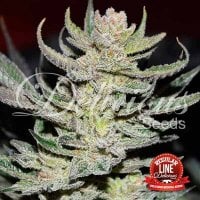 Delicious  Cannabis  Seeds  Unknown  Kush