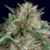 Don  Avalanche  Cannabis  Seeds  Don  Ak  Auto