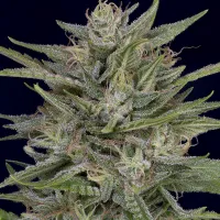Don  Avalanche  Cannabis  Seeds  Don  Ak