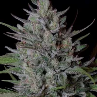 Don  Avalanche  Cannabis  Seeds  Don  Biscotti