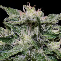 Don  Avalanche  Cannabis  Seeds  Don  Blueberry  Auto