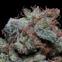 Don  Avalanche  Cannabis  Seeds  Don  Cherrypie