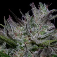 Don  Avalanche  Cannabis  Seeds  Don  Do  Si  Cookies