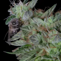 Don  Avalanche  Cannabis  Seeds  Don  Do  Si  Dos
