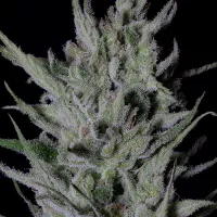 Don  Avalanche  Cannabis  Seeds  Don  Do  Si  Punch