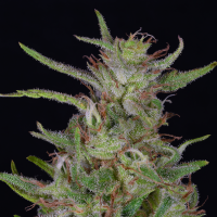 Don  Avalanche  Cannabis  Seeds  Don  Forbidden  Fruit