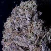 Don  Avalanche  Cannabis  Seeds  Don  Gelato