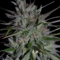 Don  Avalanche  Cannabis  Seeds  Don  Girl  Scout  Cookies