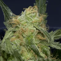 Don  Avalanche  Cannabis  Seeds  Don  Gorilla  Glue  Auto